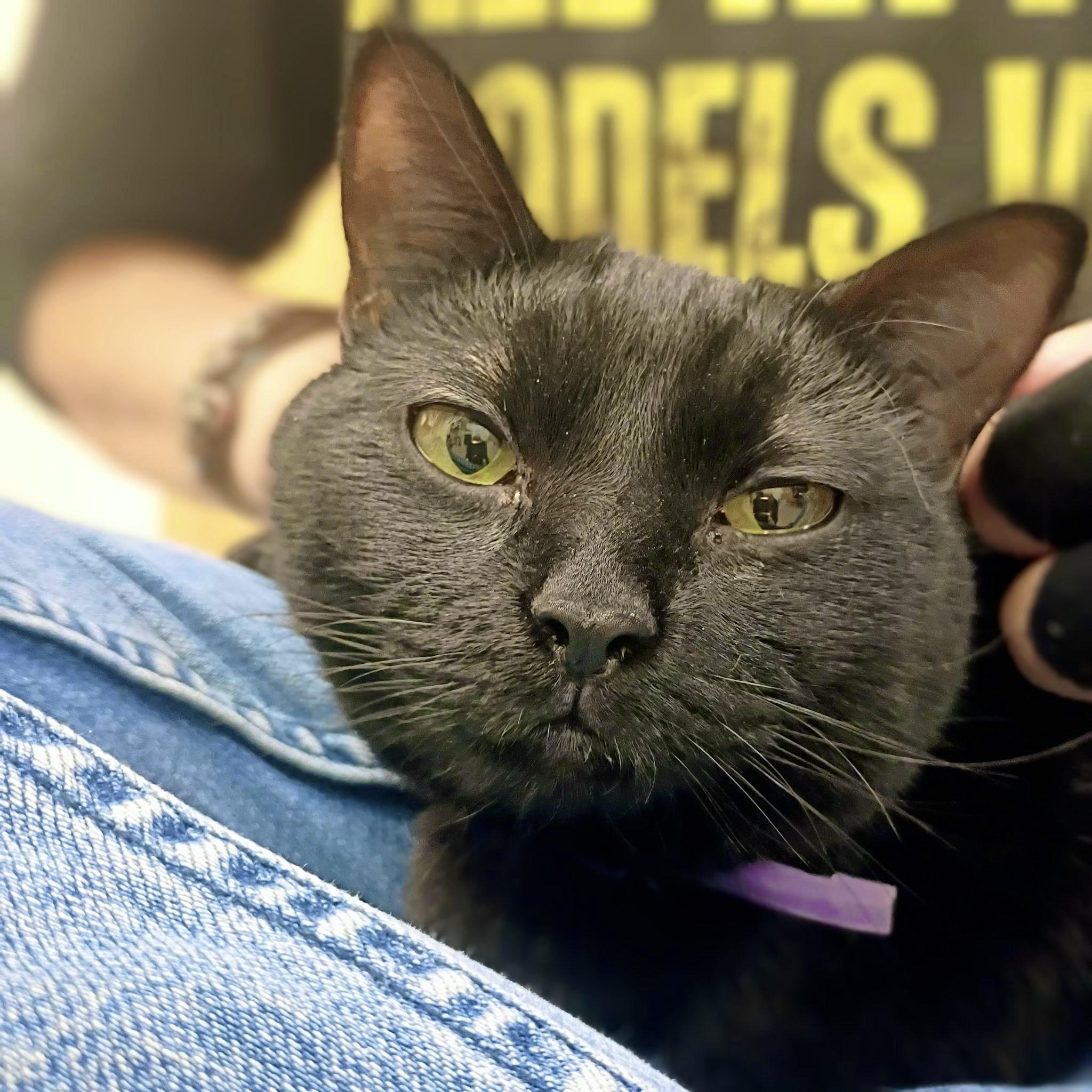 Enlarge Bandit, a Adoptable mixed breed in Pocatello, ID image 1/6