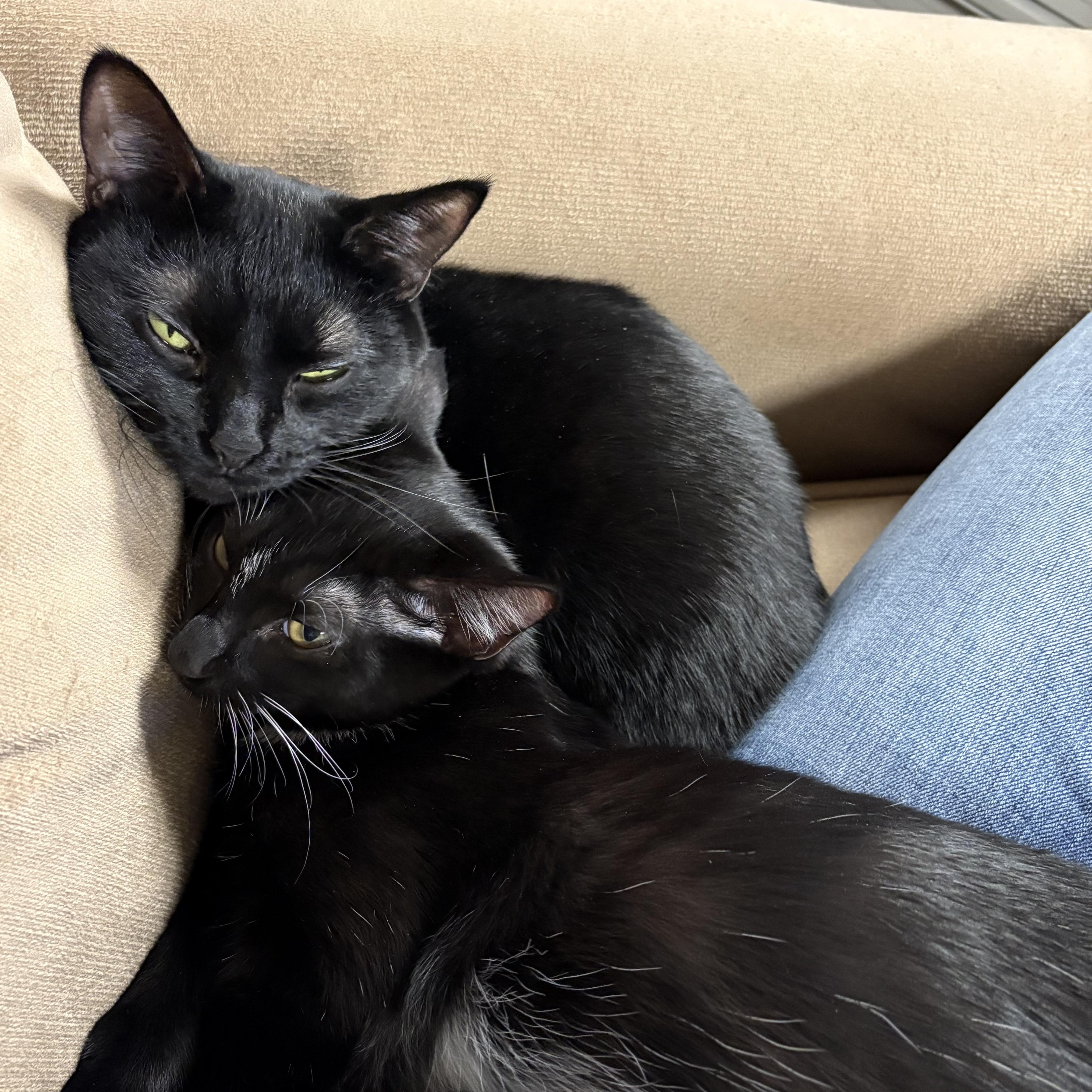 Enlarge Bandit, a Adoptable mixed breed in Pocatello, ID image 3/6
