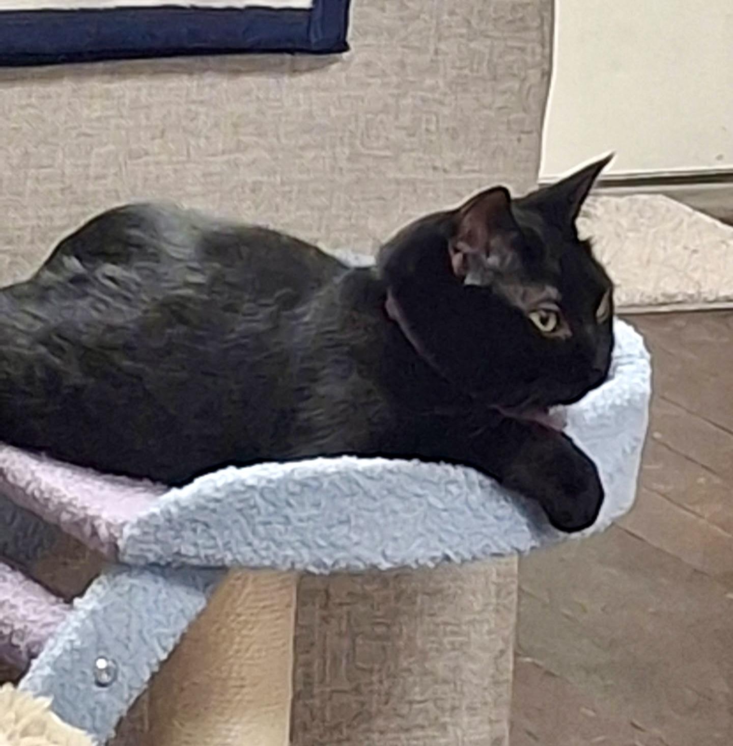 Bandit, a Adoptable mixed breed in Pocatello, ID image 2/6