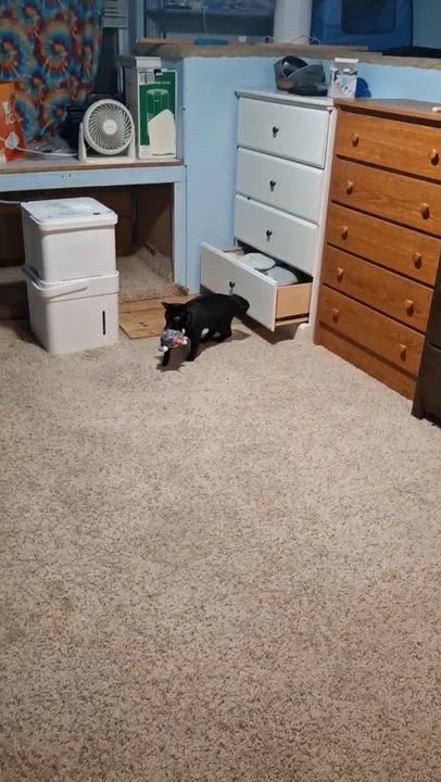 Enlarge Bandit, a Adoptable mixed breed in Pocatello, ID video 2/6