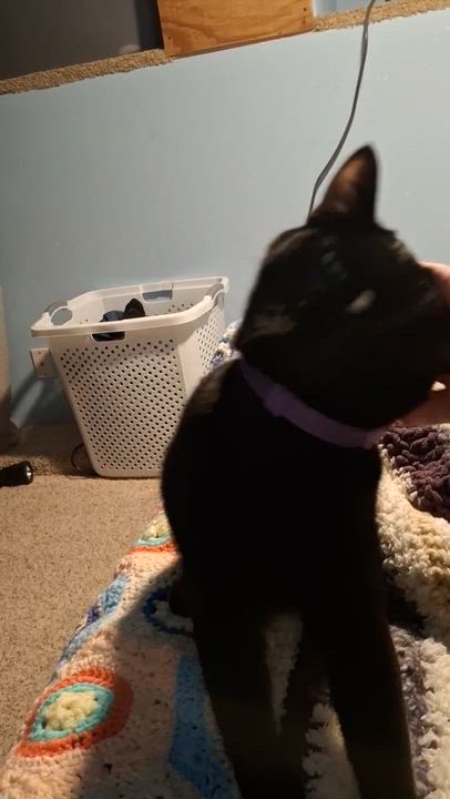 Enlarge Bandit, a Adoptable mixed breed in Pocatello, ID video 6/6
