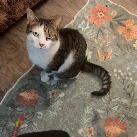 Erskin aka Ernie, Adoptable, Adult Male Domestic Short Hair.