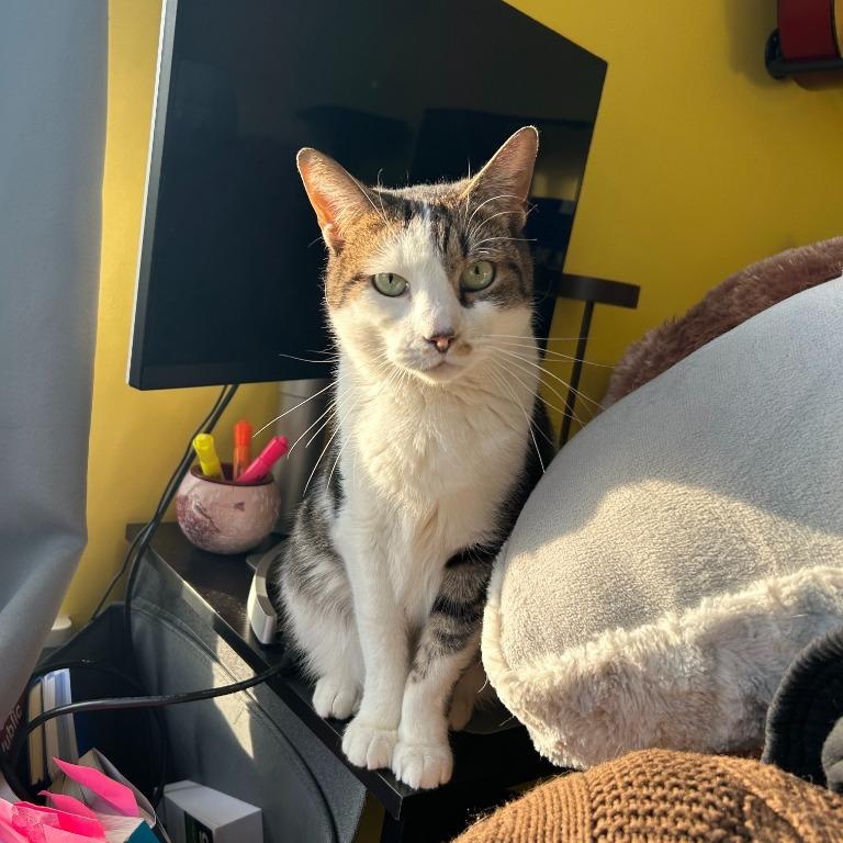 Erskin aka Ernie, a Adoptable Domestic Short Hair in Pitman, NJ image 3/5