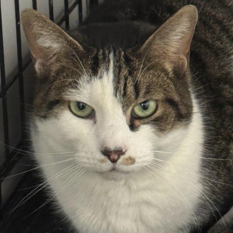 Erskin aka Ernie, a Adoptable Domestic Short Hair in Pitman, NJ image 5/5