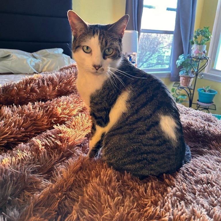 Erskin aka Ernie, a Adoptable Domestic Short Hair in Pitman, NJ image 2/5