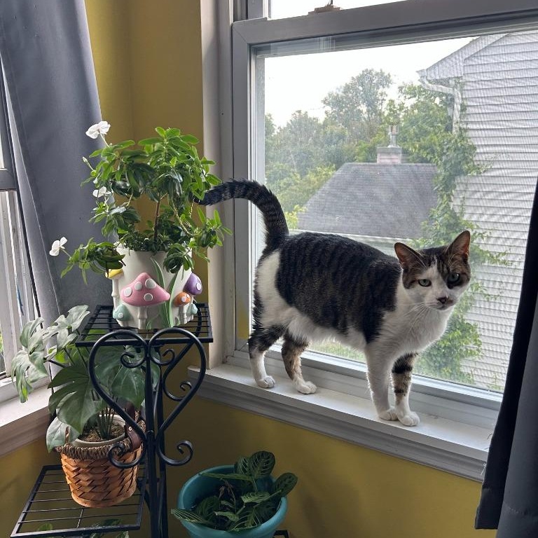 Erskin aka Ernie, a Adoptable Domestic Short Hair in Pitman, NJ image 4/5