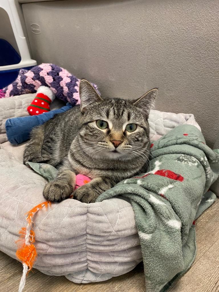 Kasey, Adoptable, Young Female Domestic Short Hair.