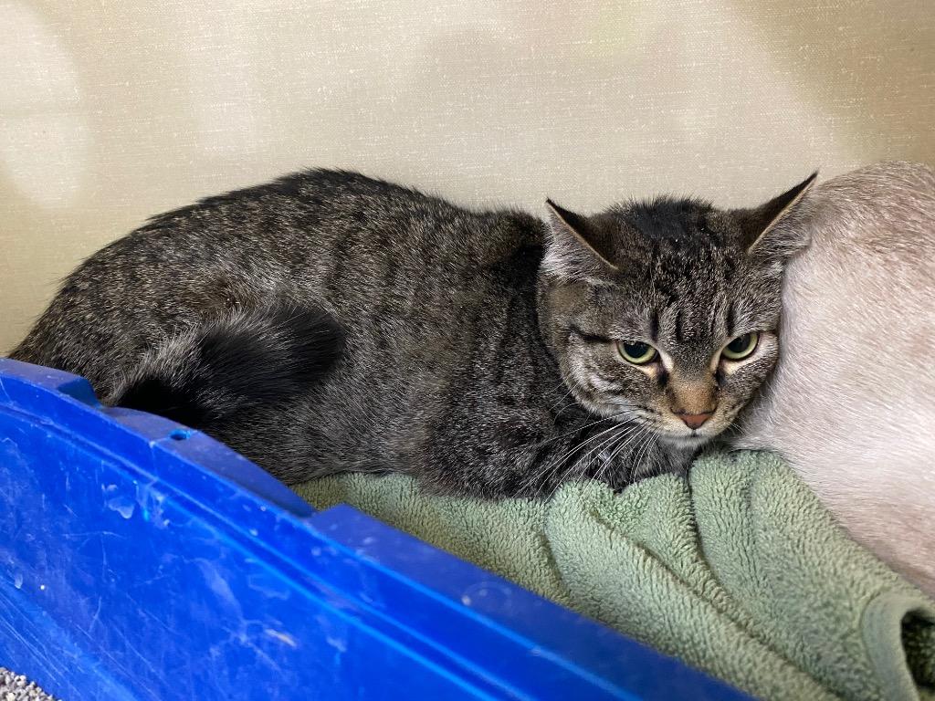 Kasey, Adoptable, Young Female Domestic Short Hair.