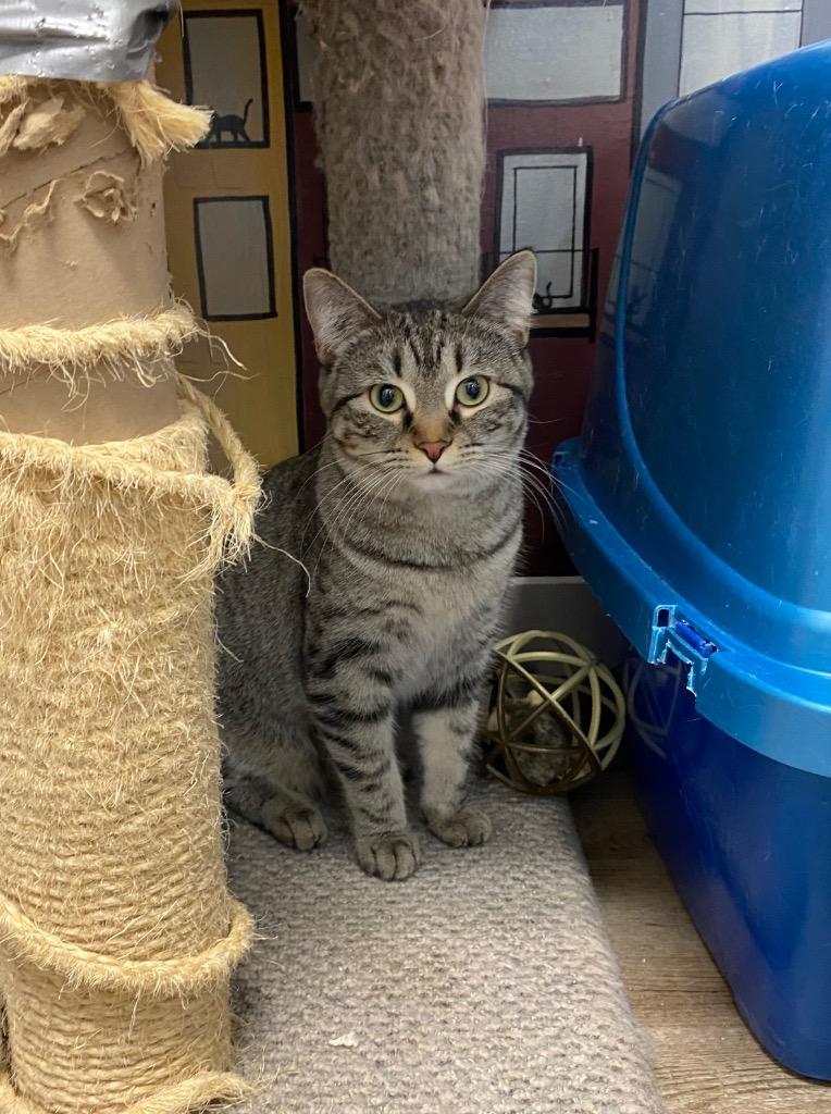 Enlarge Kasey, a Adoptable mixed breed in Winnipeg, MB image 2/2