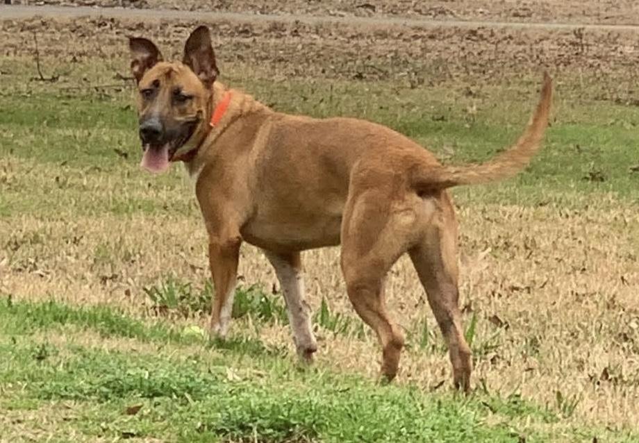 Bubba, a Adoptable mixed breed in Ball, LA image 6/6