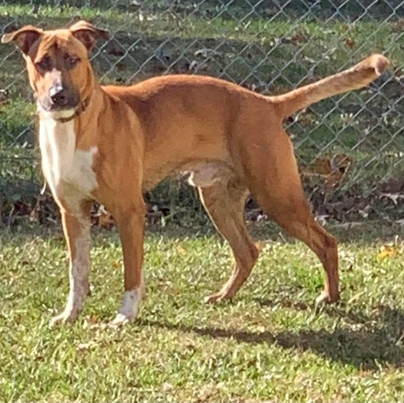 Bubba, a Adoptable mixed breed in Ball, LA image 3/6