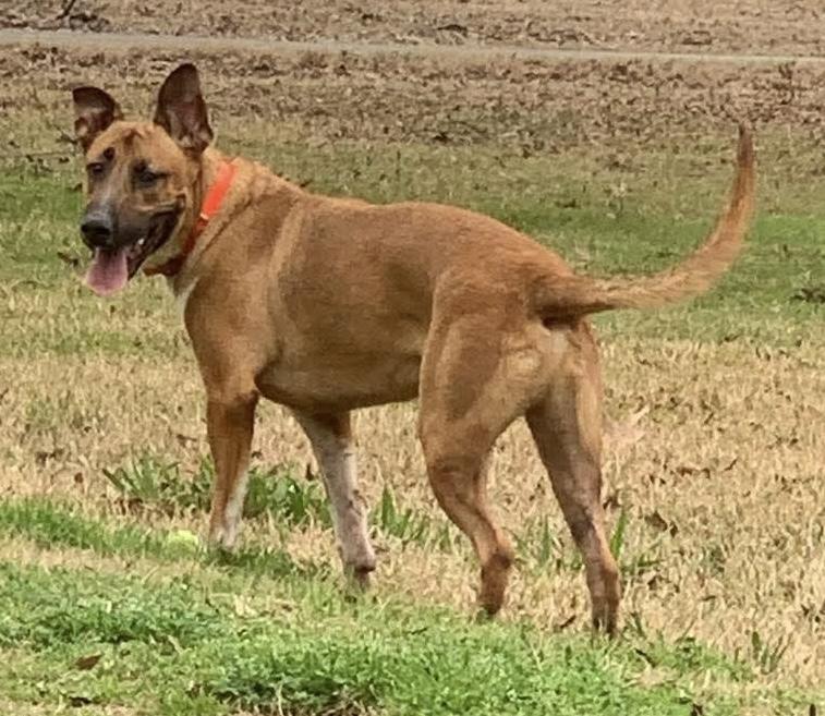 Bubba, Adoptable, Adult Male Mixed Breed.