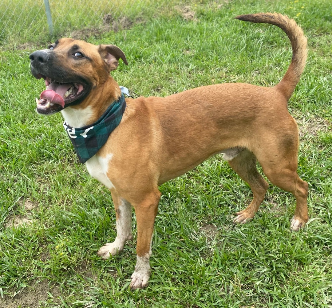 Bubba, a Adoptable mixed breed in Ball, LA image 4/6