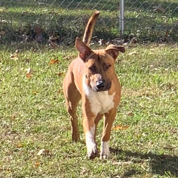 Bubba, a Adoptable mixed breed in Ball, LA image 5/6