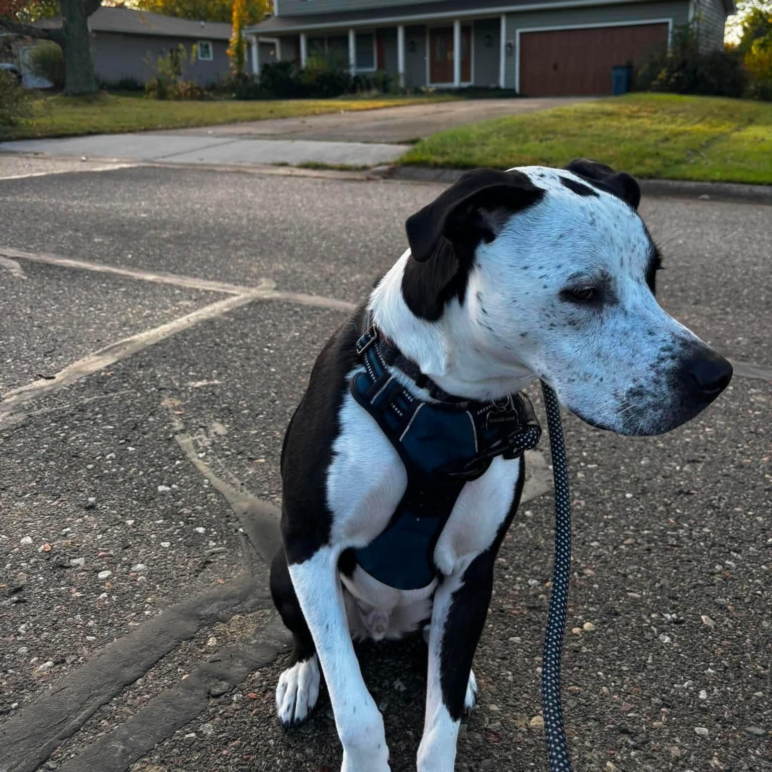 Louie, a ADOPTABLE mixed breed in Grand Blanc, MI image 4/5