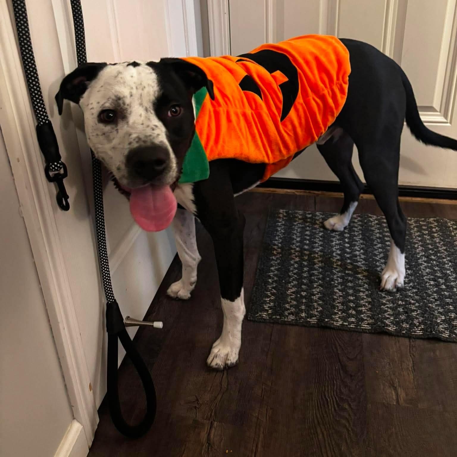 Louie, a ADOPTABLE mixed breed in Grand Blanc, MI image 2/5