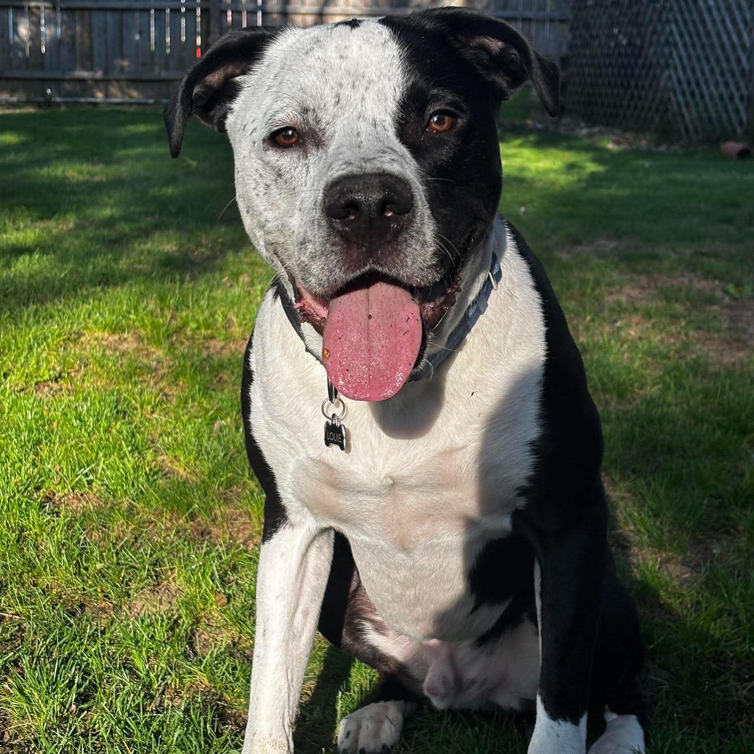 Louie, a ADOPTABLE mixed breed in Grand Blanc, MI image 1/5