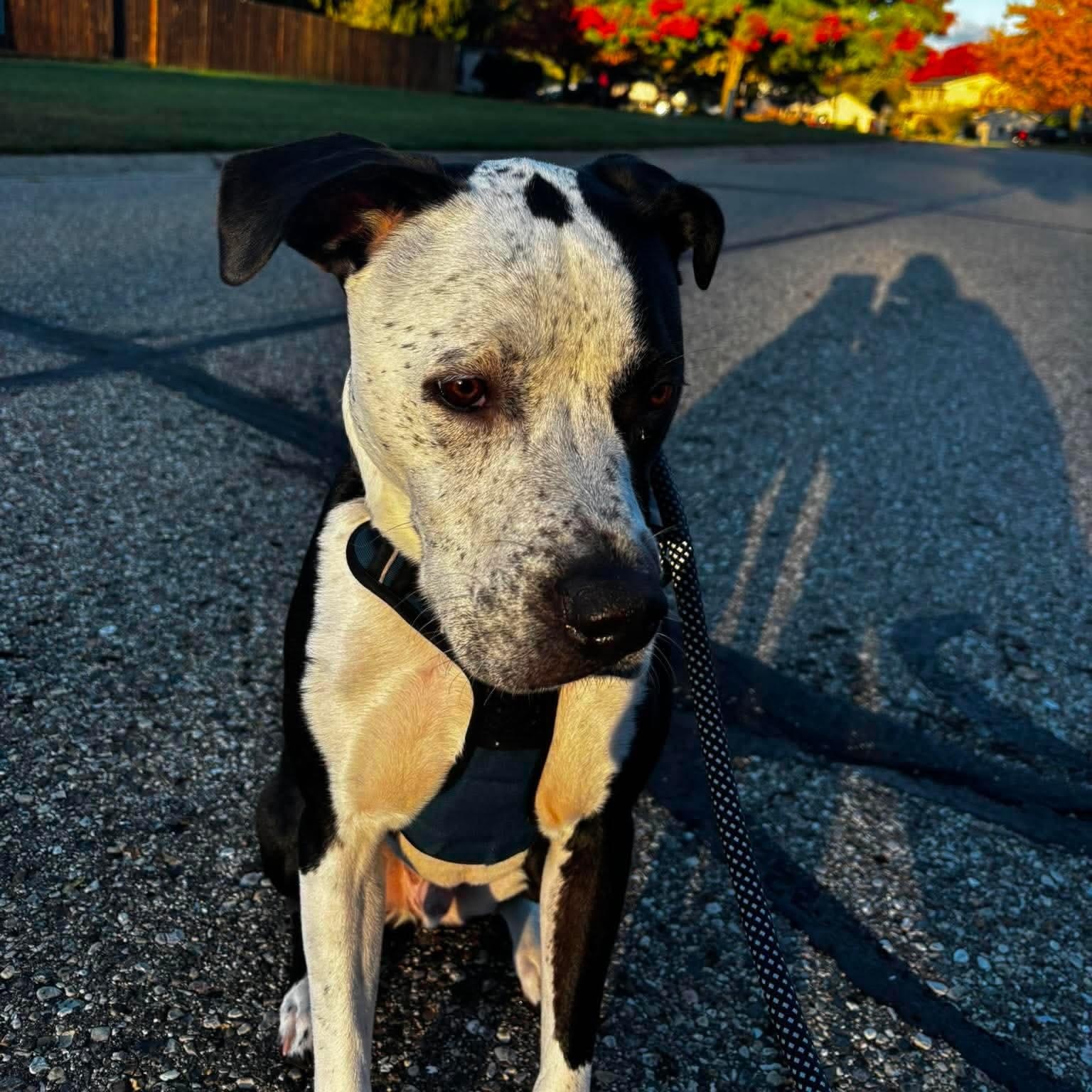 Louie, a ADOPTABLE mixed breed in Grand Blanc, MI image 3/5