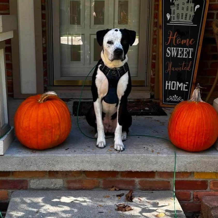 Louie, a ADOPTABLE mixed breed in Grand Blanc, MI image 5/5