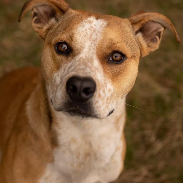 Enlarge Geo, a Adoptable mixed breed in Valley Falls, KS image 1/3