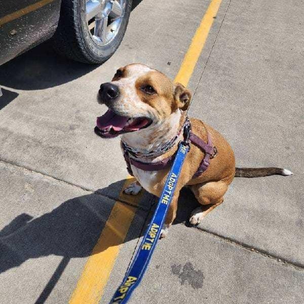 Enlarge Geo, a Adoptable mixed breed in Valley Falls, KS image 2/3