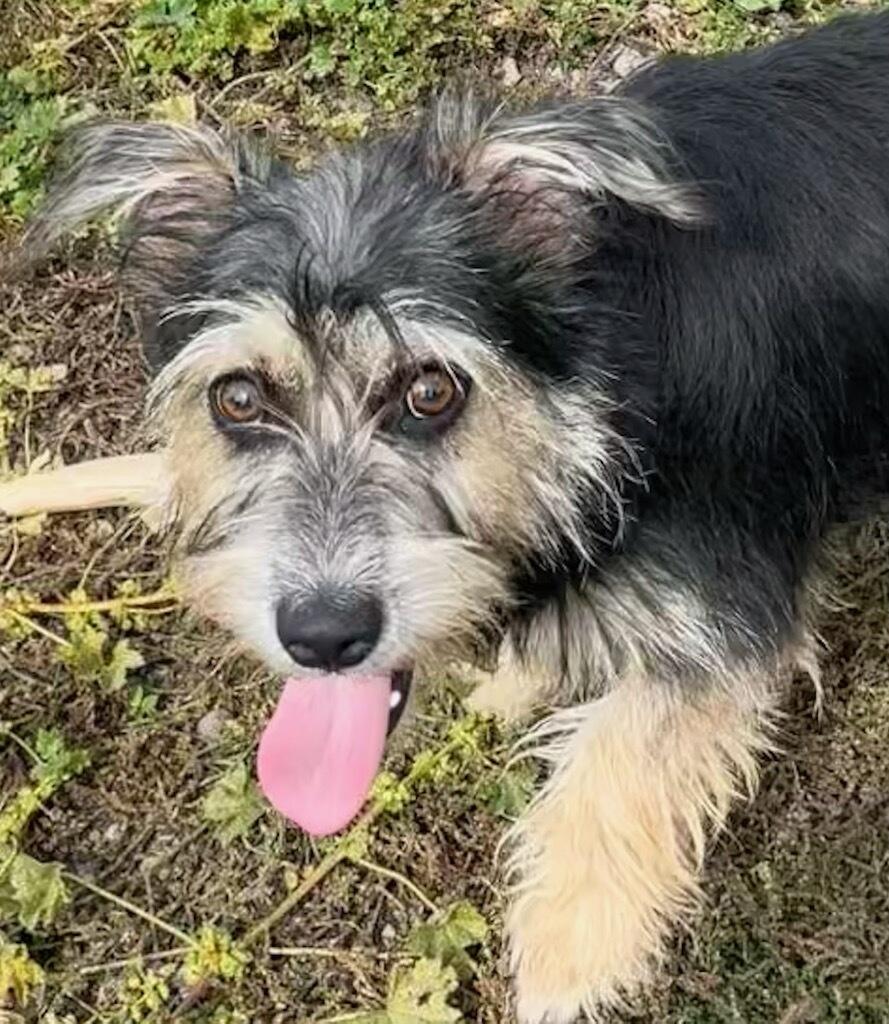Enlarge Charlie B Barkin, a Adopted mixed breed in Polson, MT image 3/3