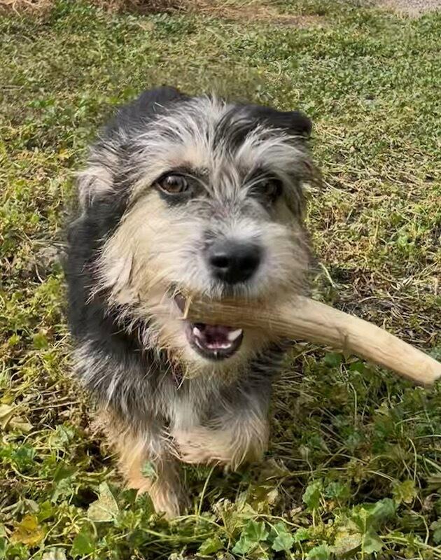 Charlie B Barkin, Adoptable, Young Male Terrier.