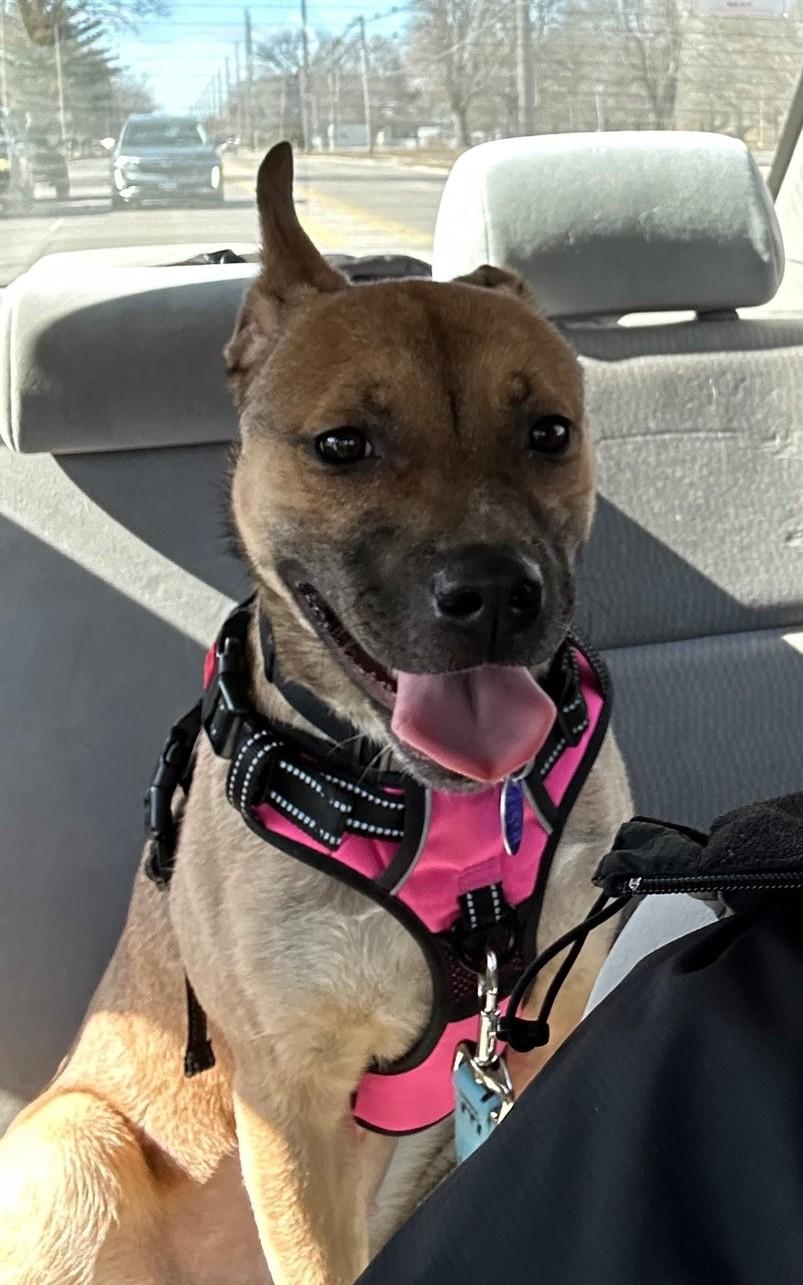 Dolly Parton, ADOPTABLE, Adult Female German Shepherd Dog & Pit Bull Terrier.