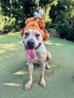 Enlarge Harley, a Adoptable mixed breed in East Hartford, CT image 3/6