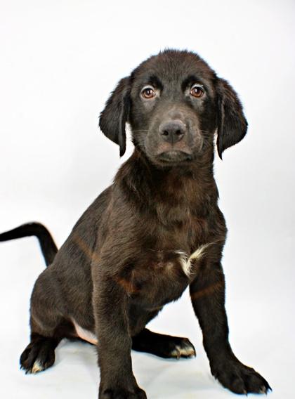 Enlarge Stanford, a Adoptable mixed breed in Morton Grove, IL image 1/3