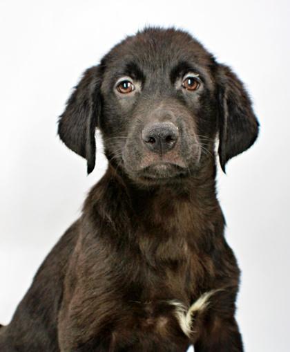Enlarge Stanford, a Adoptable mixed breed in Morton Grove, IL image 2/3