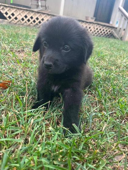 Enlarge Stanford, a Adoptable mixed breed in Morton Grove, IL image 3/3