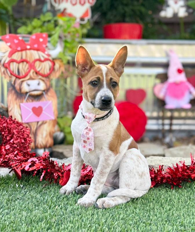 Enlarge Moxie, a ADOPTABLE mixed breed in Southport, CT image 5/6