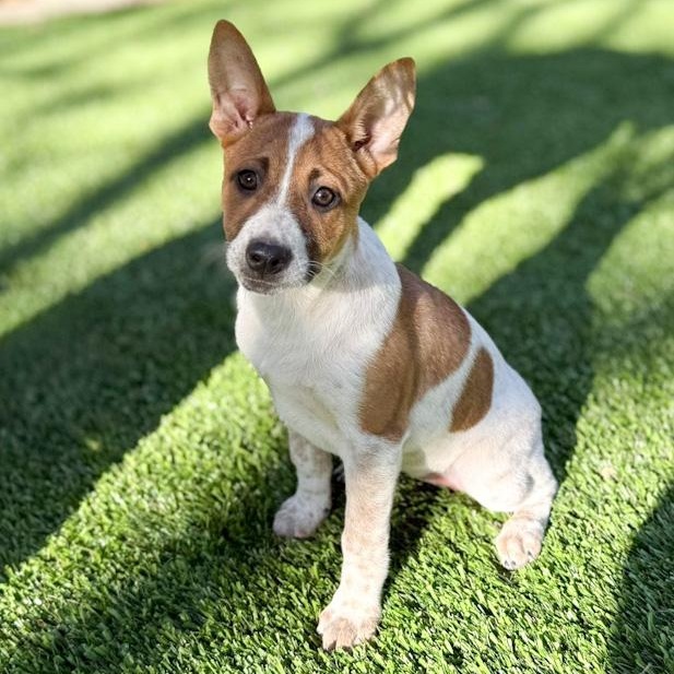 Enlarge Moxie, a ADOPTABLE mixed breed in Southport, CT image 2/6