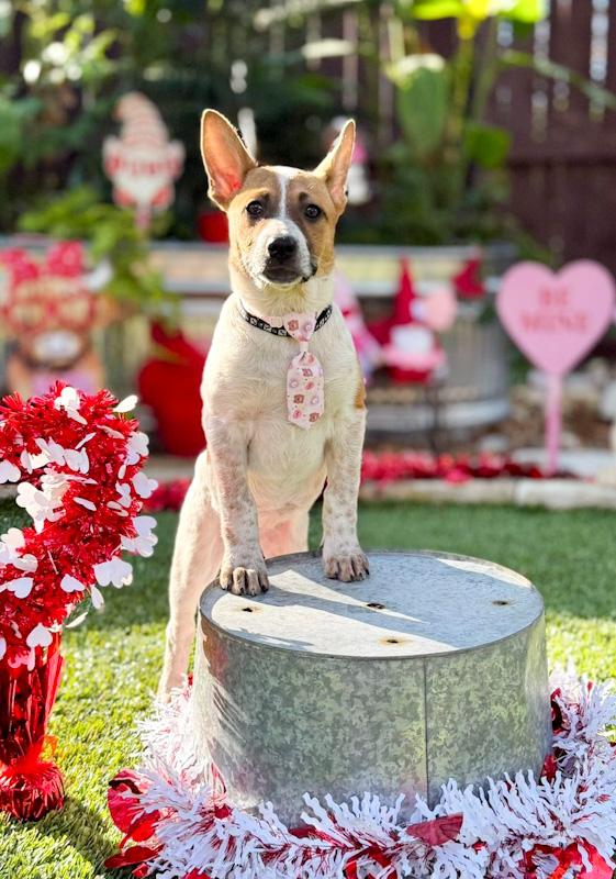 Enlarge Moxie, a ADOPTABLE mixed breed in Southport, CT image 6/6