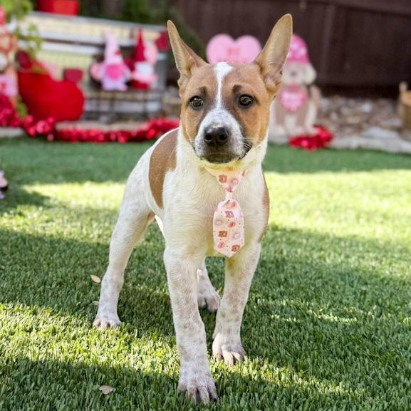Enlarge Moxie, a ADOPTABLE mixed breed in Southport, CT image 1/6