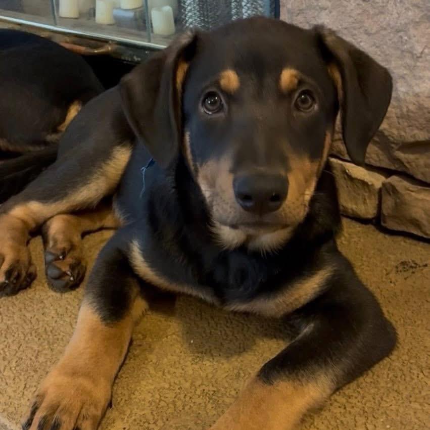 Leonardo, Adoptable, Puppy Male Shepherd.