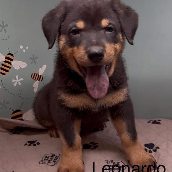 Enlarge Leonardo, a Adoptable Shepherd in Brainerd, MN image 1/3