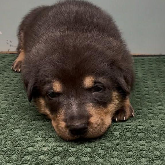 Enlarge Leonardo, a Adoptable Shepherd in Brainerd, MN image 1/2