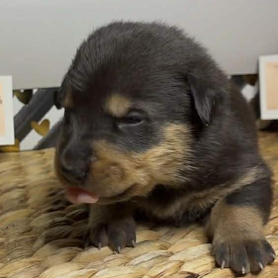 Enlarge Leonardo, a Adoptable Shepherd in Brainerd, MN image 2/2