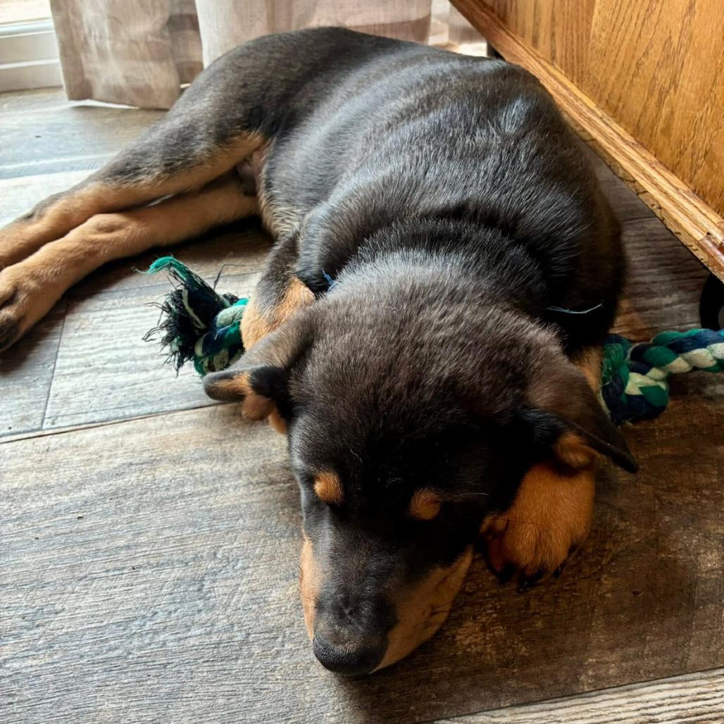 Enlarge Leonardo, a Adoptable Shepherd in Brainerd, MN image 6/6