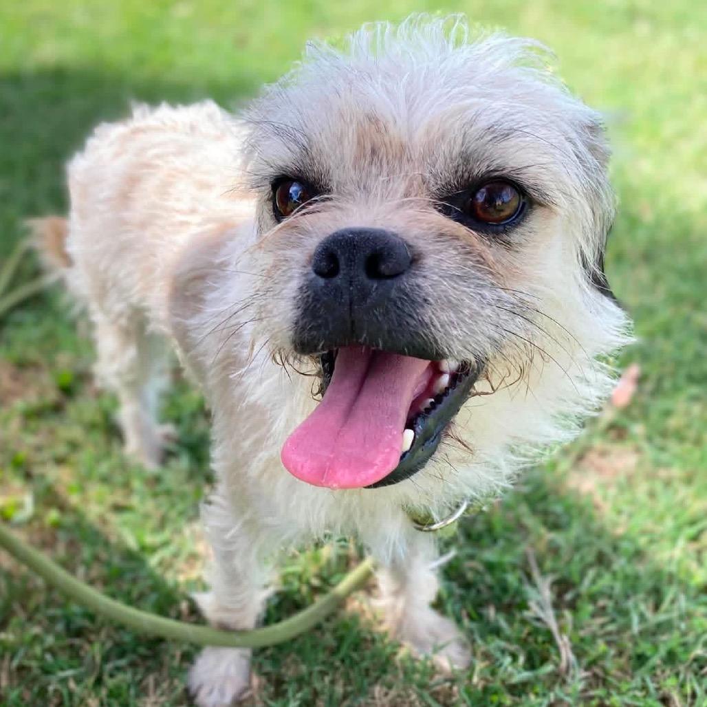 Pyrite, Adoptable, Adult Female Brussels Griffon & Wirehaired Terrier.