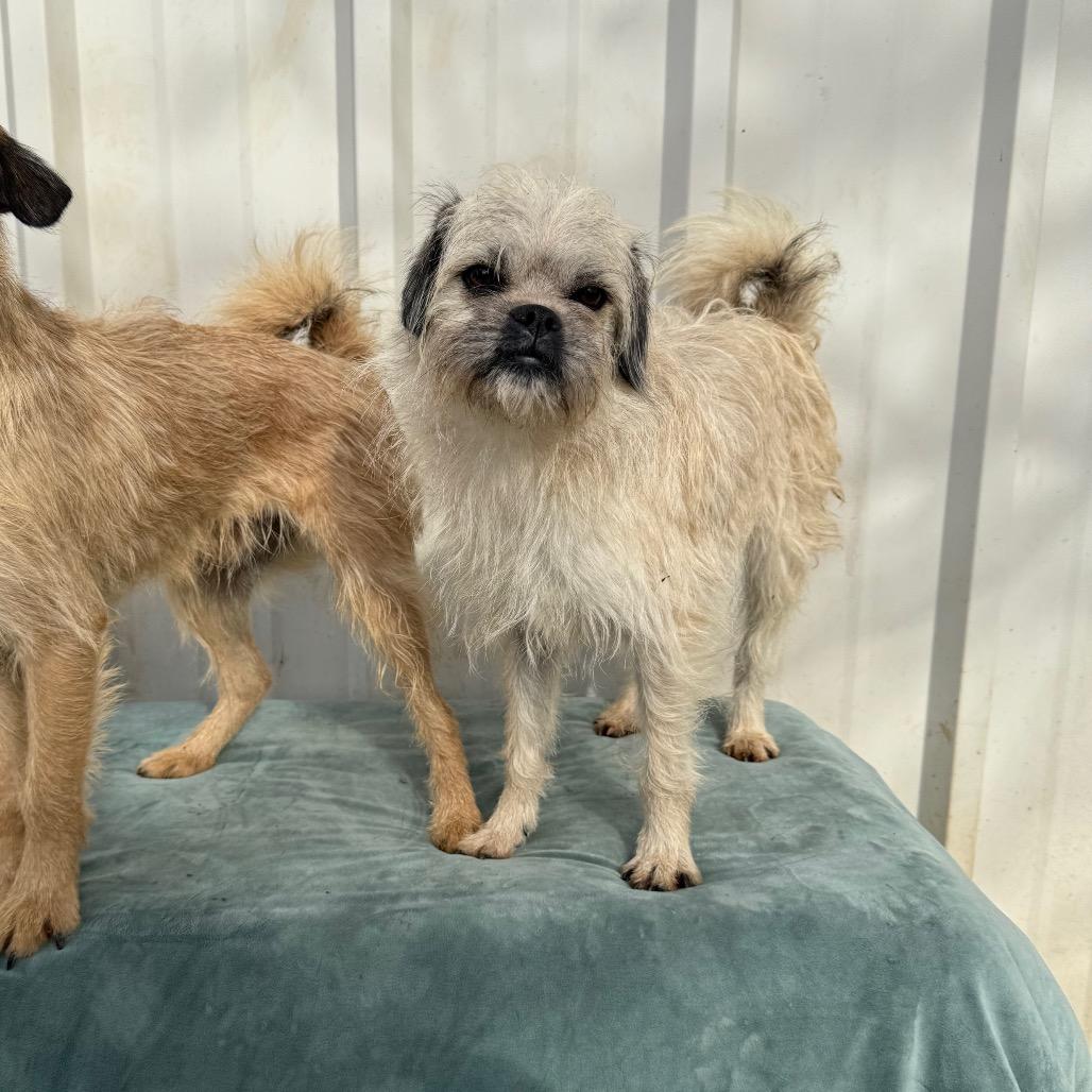 Enlarge Pyrite, a Adoptable mixed breed in Chico, CA image 2/6