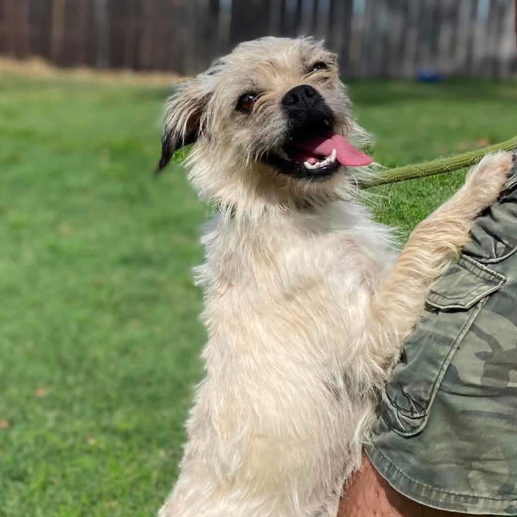 Enlarge Pyrite, a Adoptable mixed breed in Chico, CA image 3/6