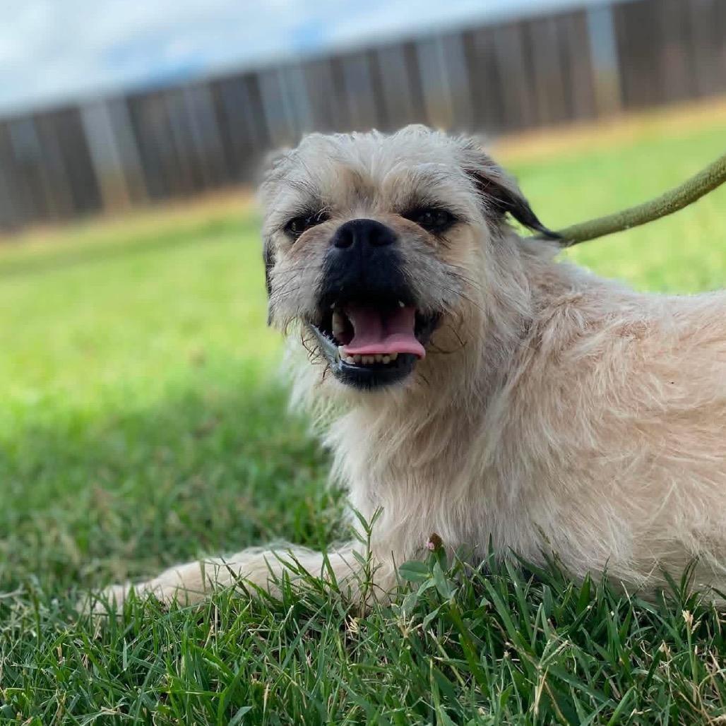 Enlarge Pyrite, a Adoptable mixed breed in Chico, CA image 4/6