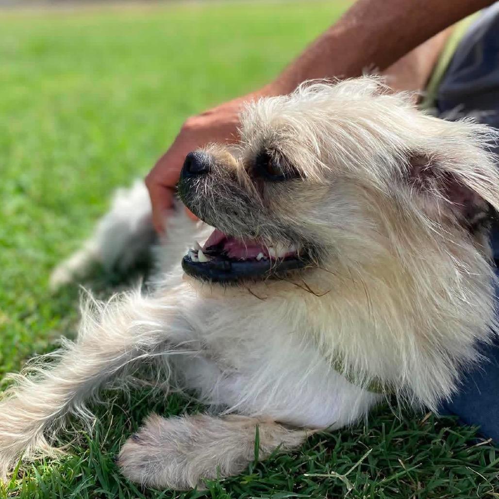 Enlarge Pyrite, a Adoptable mixed breed in Chico, CA image 5/6