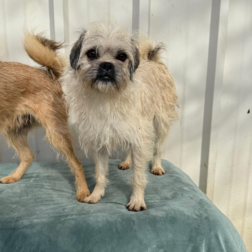 Enlarge Pyrite, a Adoptable mixed breed in Chico, CA image 6/6