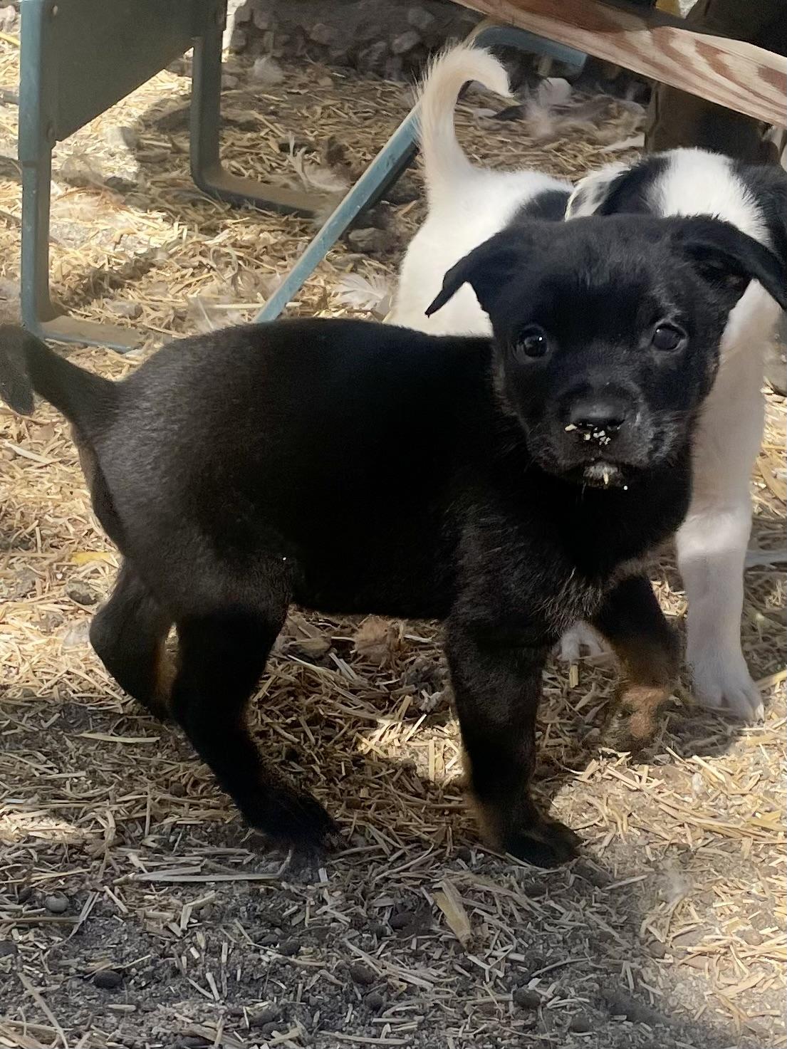 Churro, a Adoptable mixed breed in Paso Robles, CA image 1/2