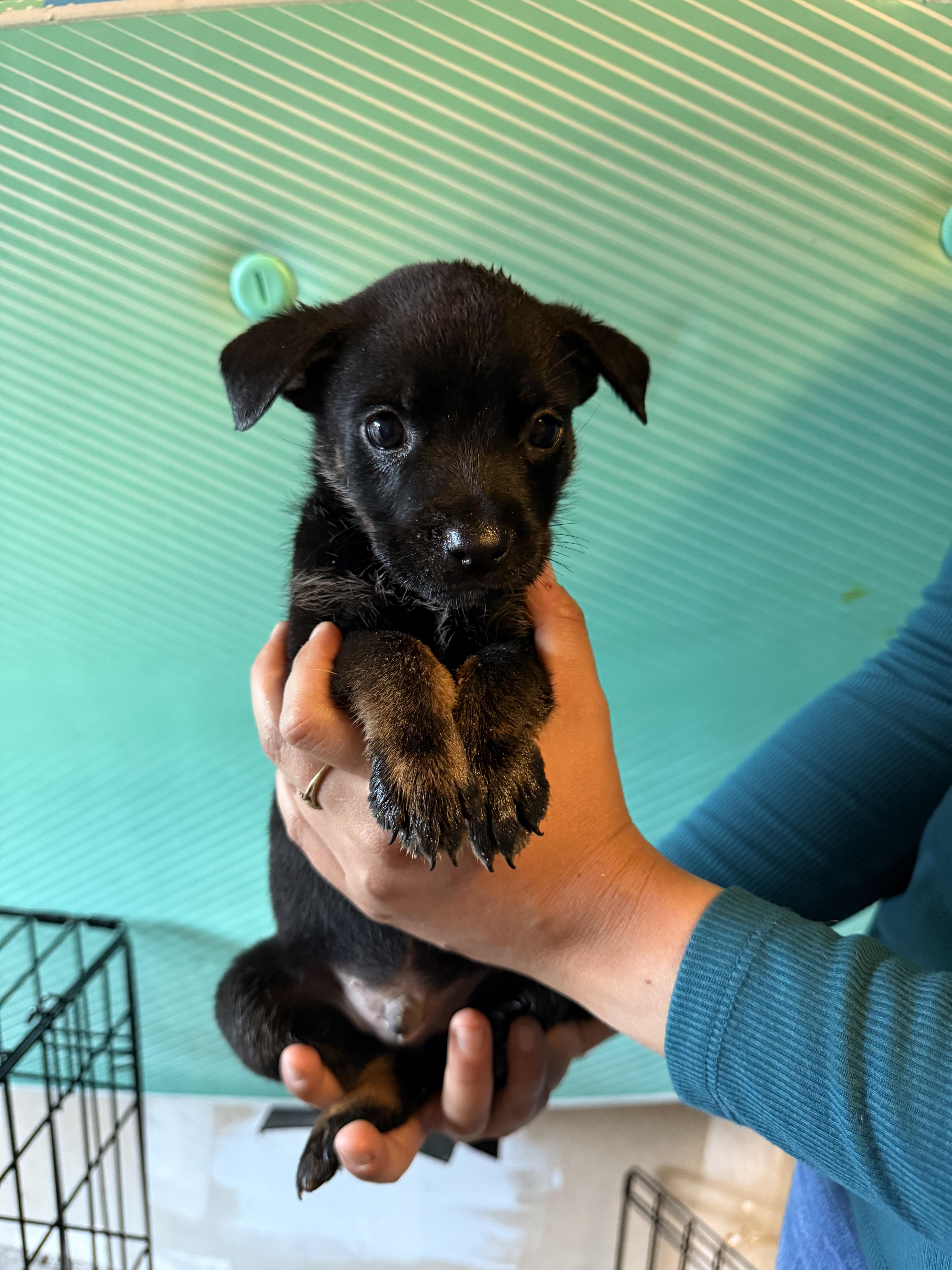 Churro, a Adoptable mixed breed in Paso Robles, CA image 2/2