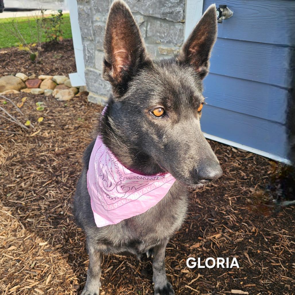 Enlarge Gloria, a Adoptable mixed breed in Madisonville, TN image 1/6